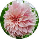 Mayra Garcia profile picture